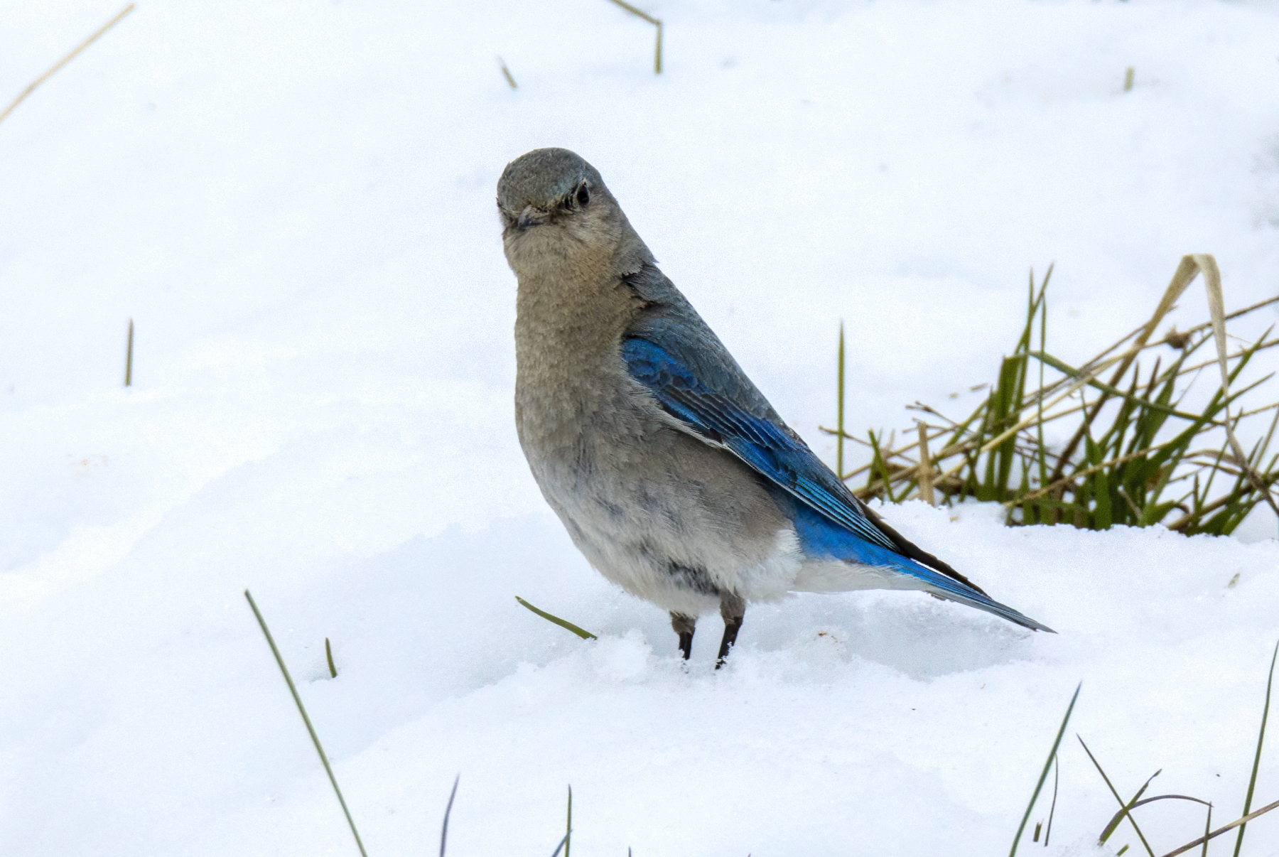 Mountain Blue Bird, Yellowstone National Park
